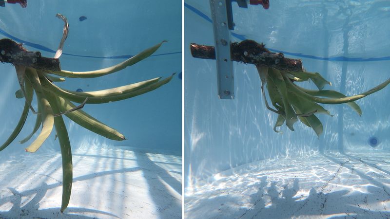 Unterwasserbild zeigt, wie die Bromelie im Wasserstrom ihre Form verändert. Strö