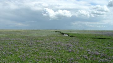 Salt marsh with flowering sea lavender.