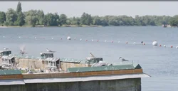 Common terns resting on a ship.