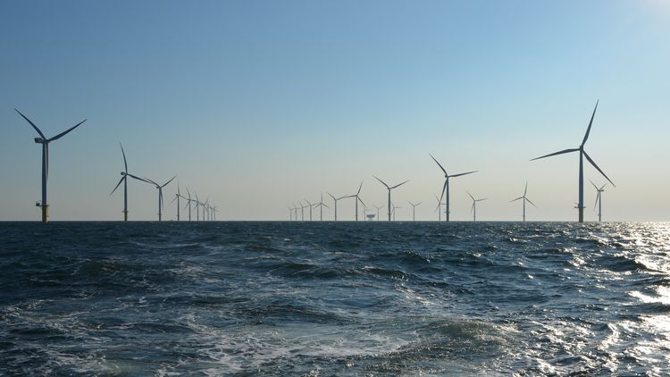 Numerous wind turbines in an offshore wind farm in the North Sea.