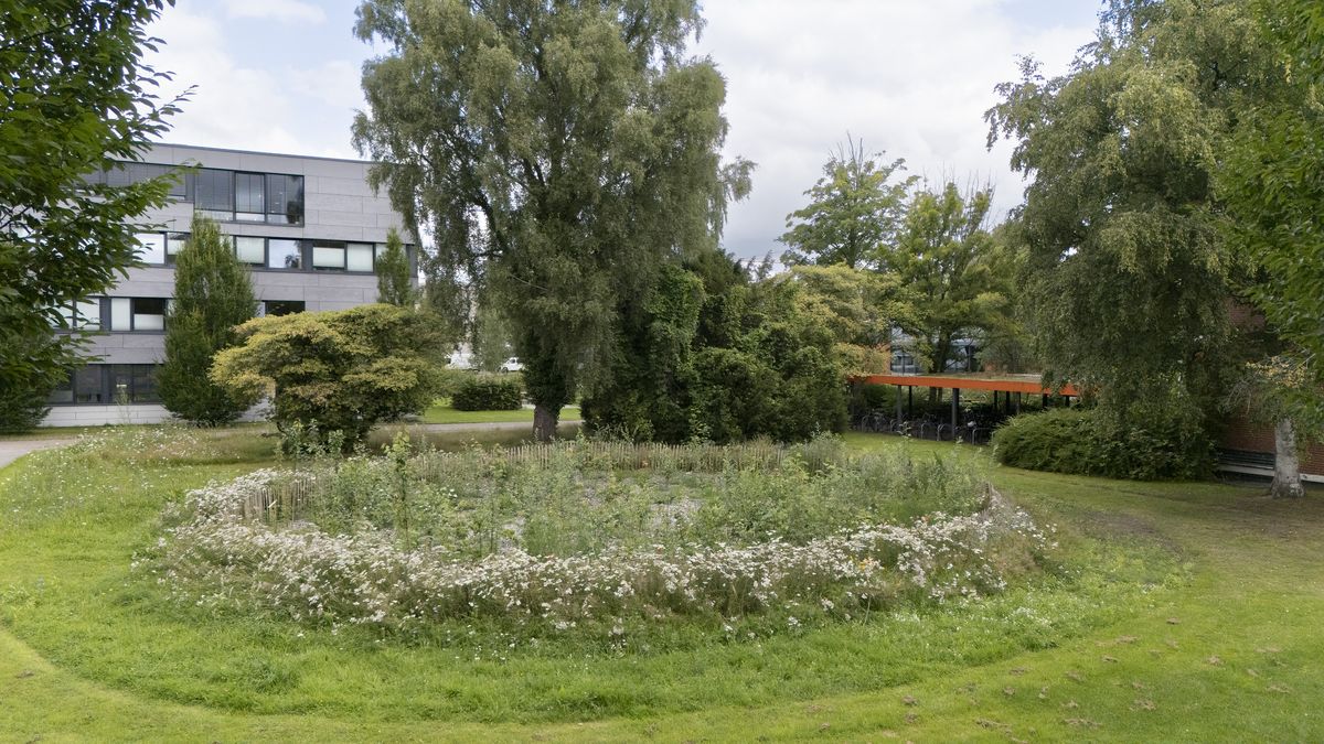 Natur, Beete, Campusgarten, Blühwiese, Streuobst, Bäume, Sträucher