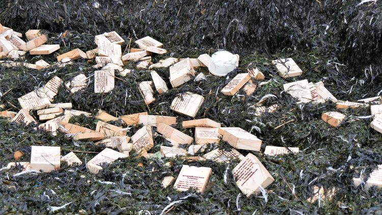 Das Bild zeigt eine große Ansammlung schwarzer Algen, die an Land geschwemmt wurden. Zwischen den Algen sind zahlreiche Holztäfelchen und Plastikmüll verteilt.
