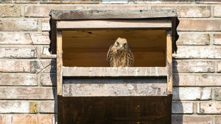 Erwachsener Falke schaut aus dem Nistkasten.
