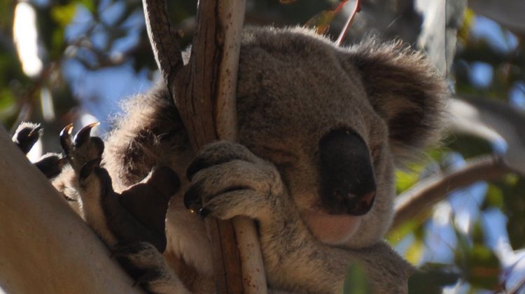 Koalabär am schlafen