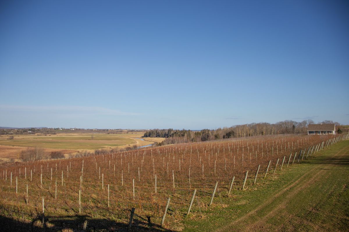 Weinberge in Nova Scotia