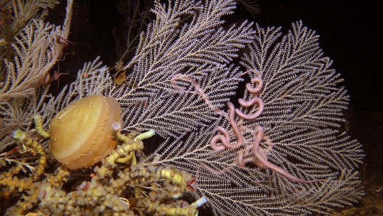 A white-greyish coloured deep-sea coral Callogorgia delta. Tubeworms of the species Lamellibrachia luymesi and a shell of the species Acesta oophaga as well as other animals can be seen in the foreground. The tubeworms are pink in colour, the shell orange. The picture was taken under water.