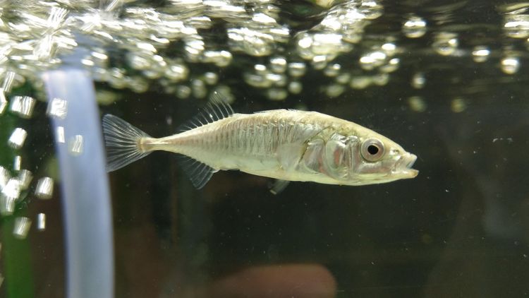 Photo of stickleback in an aquarium in close-up, a hose can be seen in the foreground, with bubbles on top.
