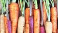A box with diverse carrot varieties.