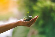 The picture shows a photograph of an outstretched hand, with a small plant growing from a patch of soil in the palm.