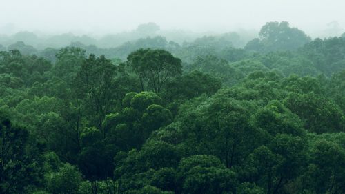 Aerial view of the rainforest, trees of different heights in front of a foggy sky.