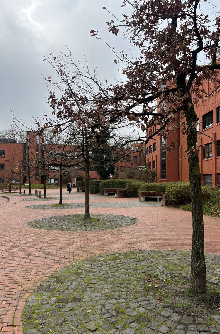 Photo of a tree in the row of trees at the main entrance in Wechloy, with a bare crown and a fully paved tree pit