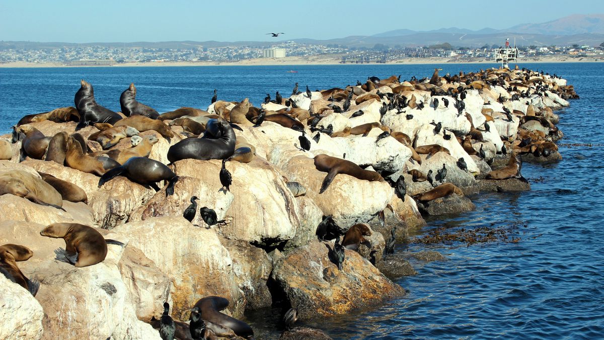 Otter in Monterey 