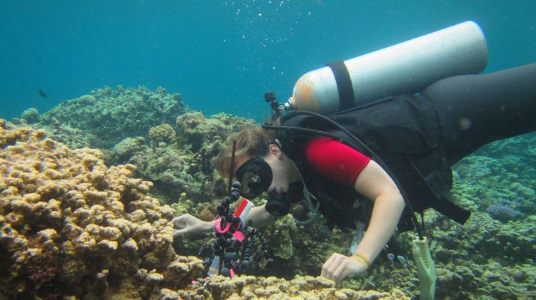 Taucherin schiebt Probenröhrchen in größere Schwämme, die zu einem Korallenriff gehören.