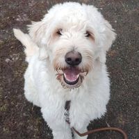 Assistenzhund in Ausbildung 