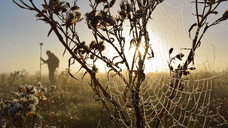 Spinnennetz mit Raureif an einem kleinen Busch, im Hintergrund geht die Sonne über einem Feld auf, eine Person im Hintergrund hält eine GPS-Antenne auf.