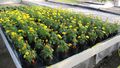 The picture shows marigolds. The plants have yellow flowers and are placed in pots on a raised bed in a greenhouse.