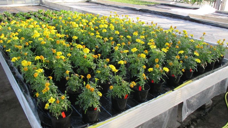 Das Bild zeigt Studentenblumen. Die Pflanzen haben gelbe Blüten und stehen in Töpfen auf einem Hochbeet in einem Gewächshaus.