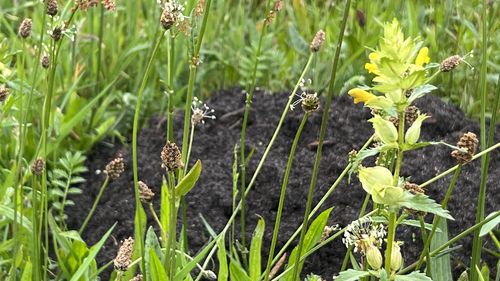 Close-up of meadow plants such as grasses and ribwort plantain and, on the right of the picture, the yellow-flowering rattle pot. A black molehill curves in the background.