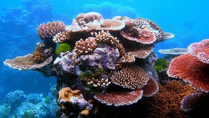 Korallen im Great Barreer Reef, Australien.