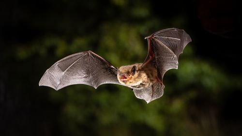Close-up of a bat with outstretched wings in nature.