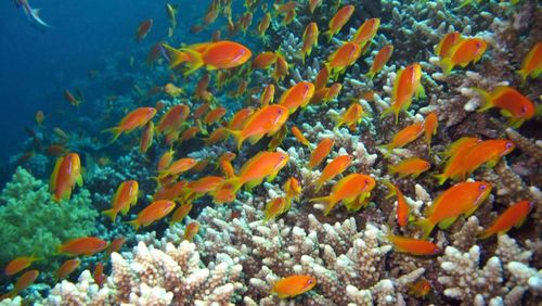 The photo shows an underwater shot of fish, sponges and corals in a coral reef.