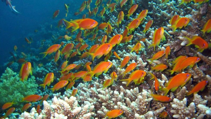 Das Foto zeigt eine Unterwasseraufnahme von Fischen, Schwämmen und Korallen in einem Korallenriff.
