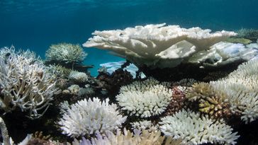 Underwater image of a coral reef, showing various large and small corals of different shapes. Most of them are white and not coloured as usual.  