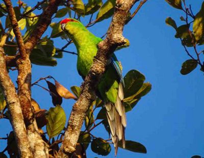 Ein Neukaledoniensittich sitzt auf einem Ast vor blauem Himmel. Der Vogel hat grüne Federn und einen roten Kopf.