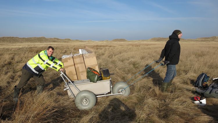 The two researchers transport their equipment through the salt marshes with a kind of wheelbarrow with very thick tires. One has to pull at the front and the other has to push at the back.