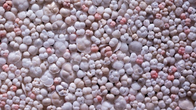 Close-up of large and small, whitish-pink foraminifera shells. 