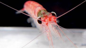 Großaufnahme eines Krill-Krebses vor dunklem Hintergrund. 