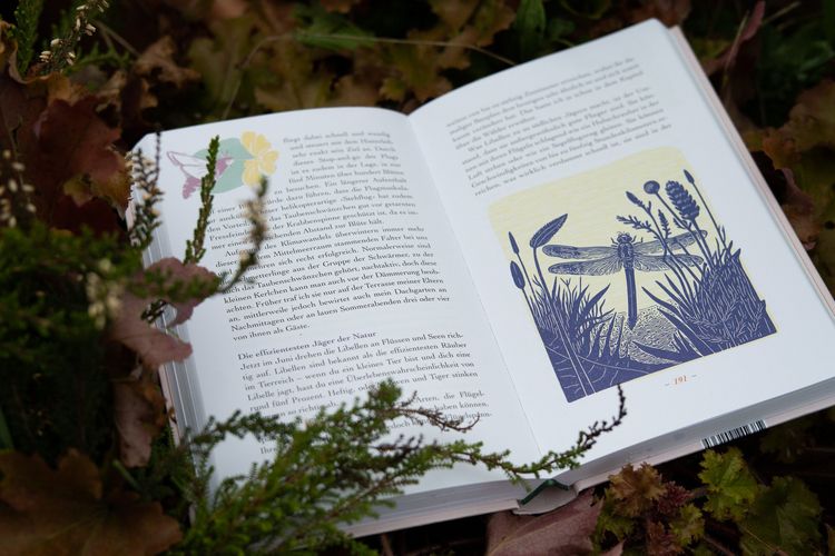 Aufgeschlagenes Buch, auf der Seite eine Illustration einer Libelle