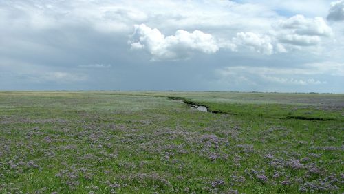 Foto einer Salzwieser mit blühendem Strandflieder