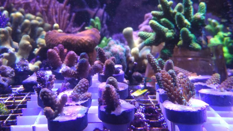 junge Korallen