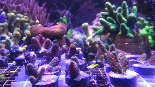 young corals