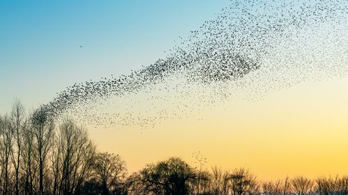 A flock of starlings against the winter evening sky.