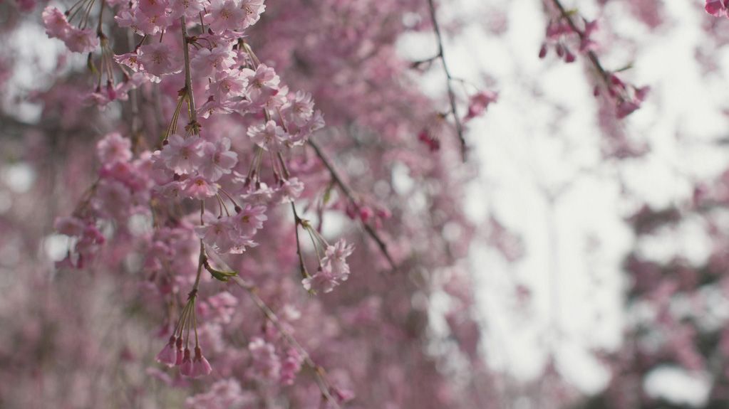 Ein blühender Kirschbaum in Tohoku mit zarten rosa Blüten.