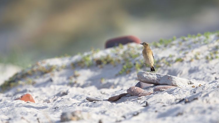 A small bird sits on a stone on the beach.
