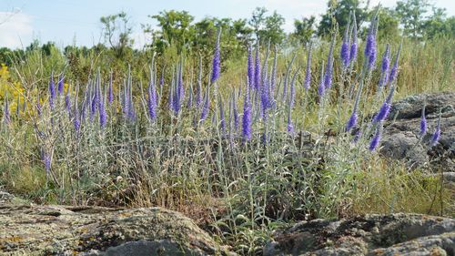 Candle-shaped flowers grow between stones