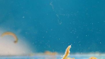 The picture shows the marine bristle worm Platynereis dumerilii in a blue water basin.