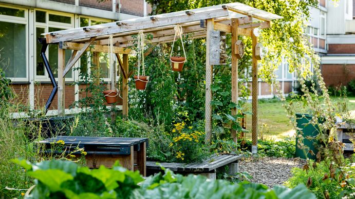 Blühwiese, Insekten, Natur, Wechloy, Haarentor