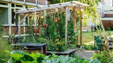 Blühwiese, Insekten, Natur, Wechloy, Haarentor