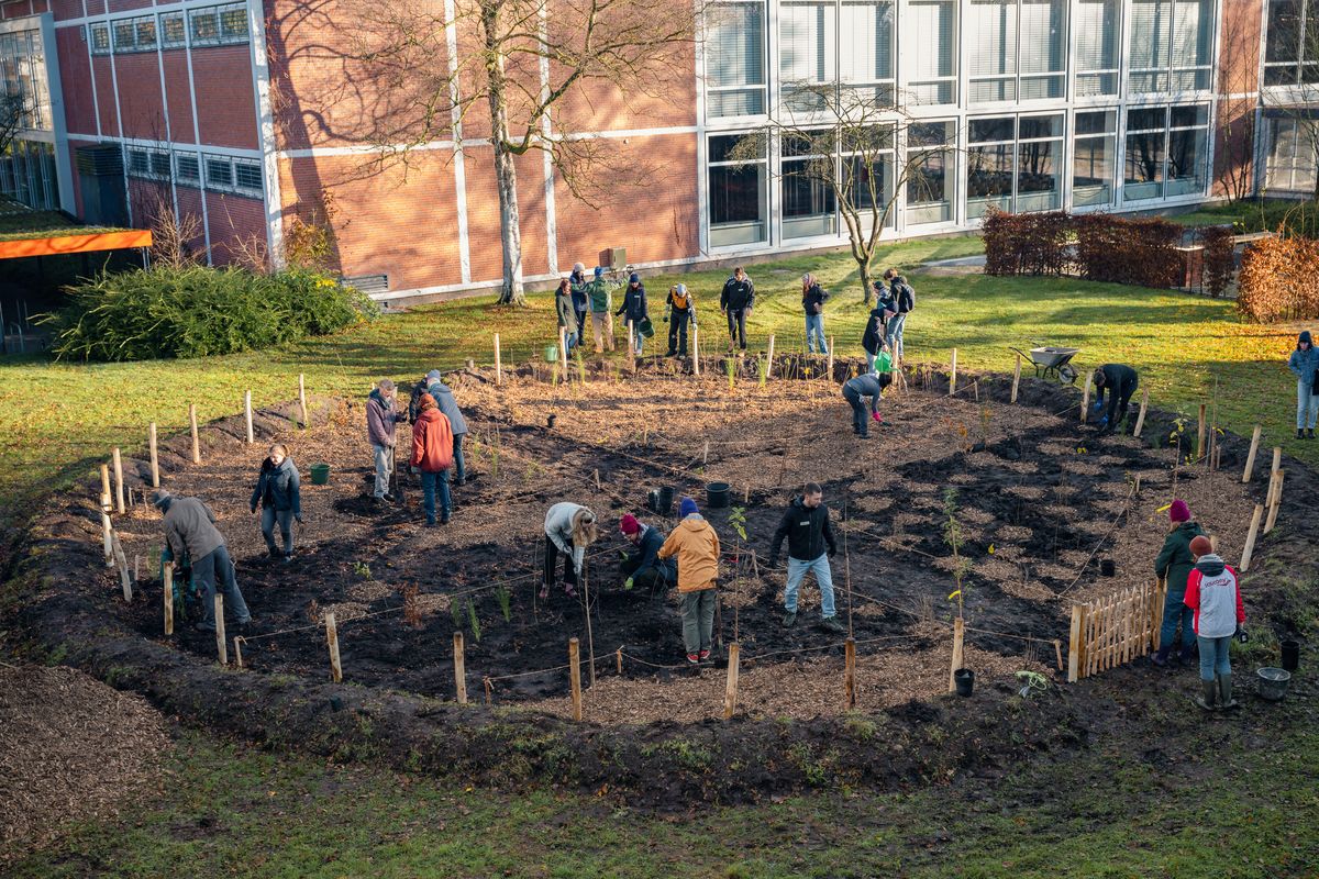 Das Foto zeigt die Pflanzfläche von weiter oben. Etwa 15 Personen sind damit beschäftigt, die Setzling einzupflanzen.