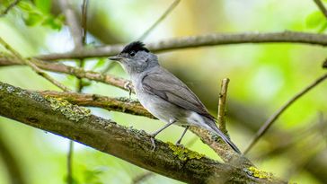 Bird sitting on a branch.