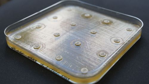 Bakterienkultur auf Nährlösung in einer viereckigen Schale. Um mehrere Antibiotikaplättchen haben sich sichtbare Hemmzonen entwickelt.