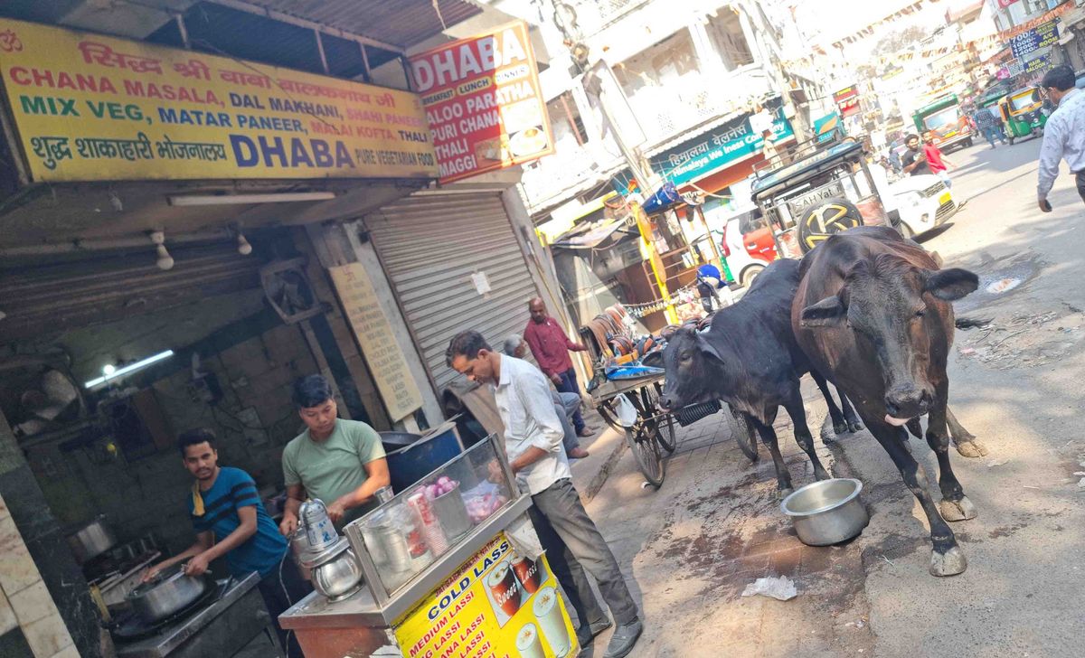 Straße in Delhi mit Kühen