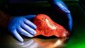 Close-up of a very real-looking liver model being touched by two gloved hands. 