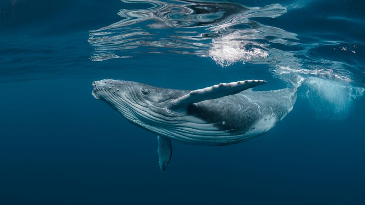 Humpback whale underwater