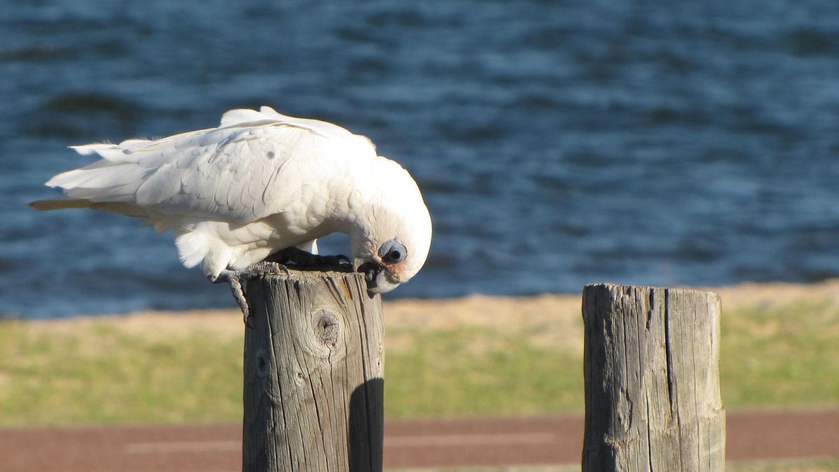 Ein weißer Kakadu sitzt auf einem Holzpfosten und pickt etwas vom Holz. Im Hintergrund Wasser und Rasen..