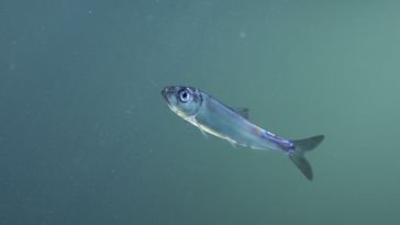 Ein junger Hering schwimmt durch Wasser. 